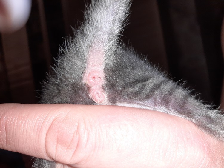 Как определить пол котенка в 3 месяца