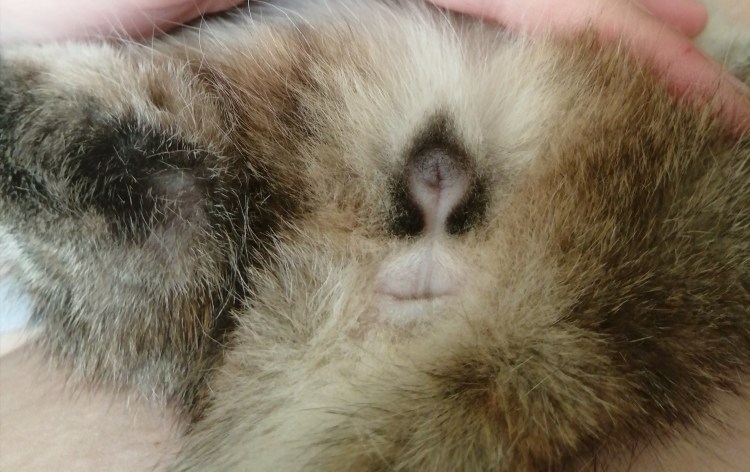 Пол новорожденных котят