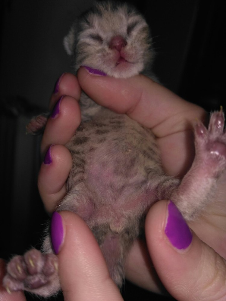 Пол новорожденного котенка