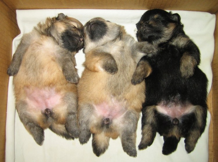 Репродуктивная система собокисхемп