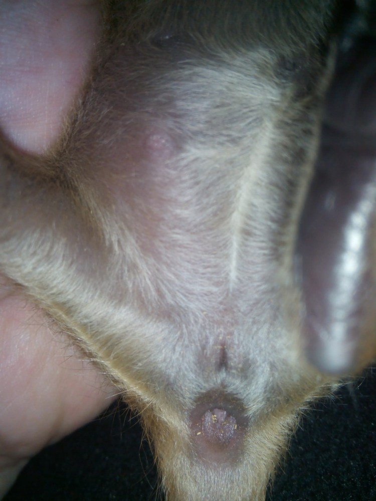 Пол новорожденных котят