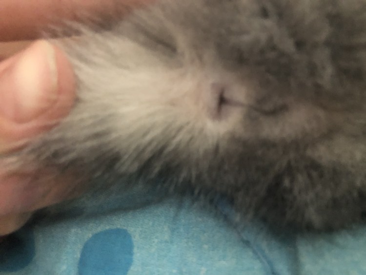 Недельные котята сфинкса