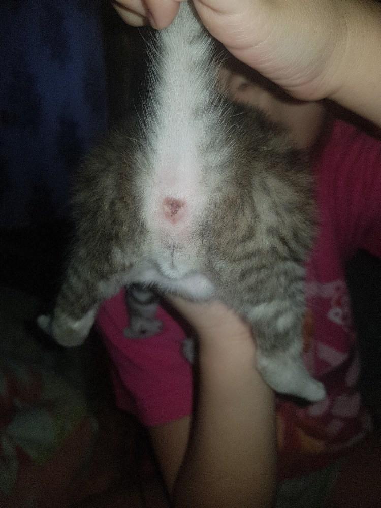 Как отличить джунгарика мальчика и девочку