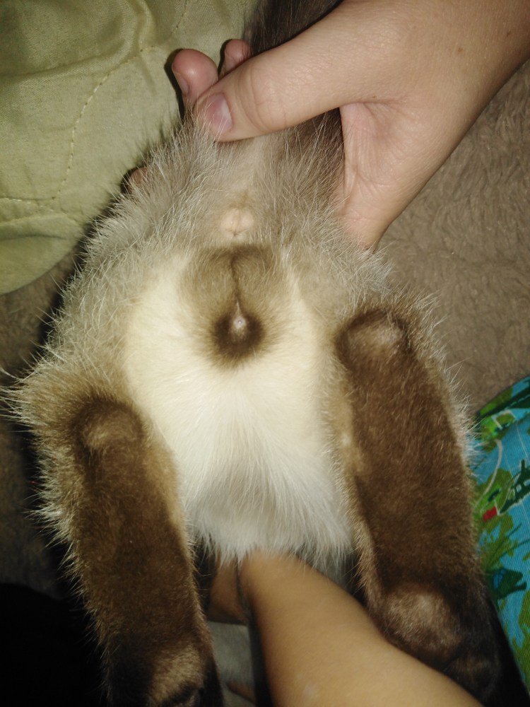 Шиншилла кастрирование