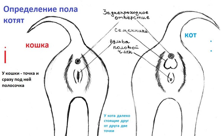 Как отличить кота от кошки в маленьком возрасте