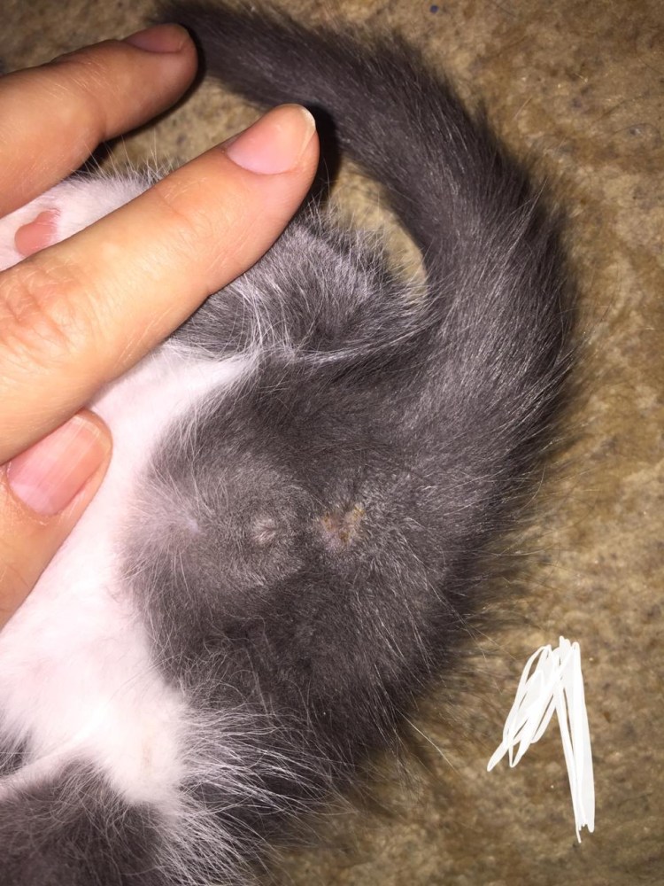 Щенок мальчик или девочка