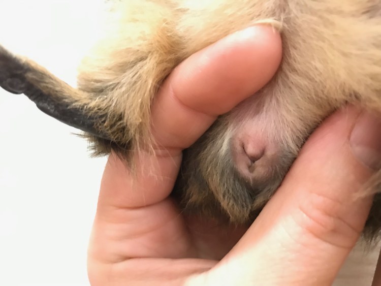 Половые органы у шотландского кота