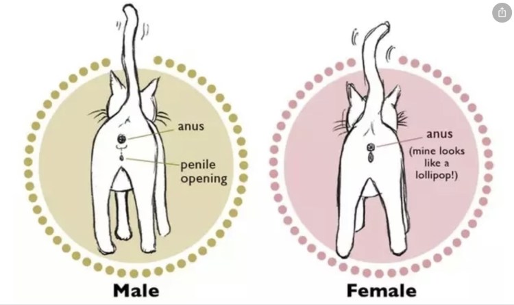 Как отличить кота от кошки