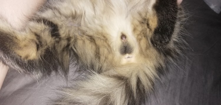 Котик и киски