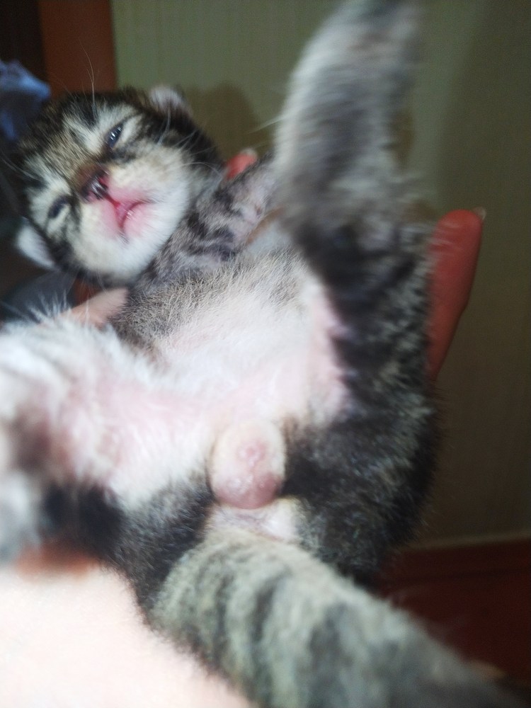 Пищеварительная дыхательная и выделительная системы собаки