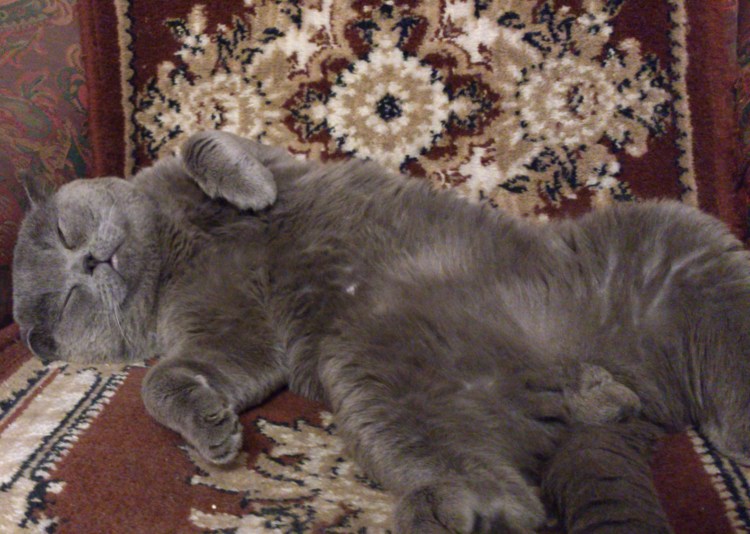 Как лечить мочекаменную болезнь у кошек