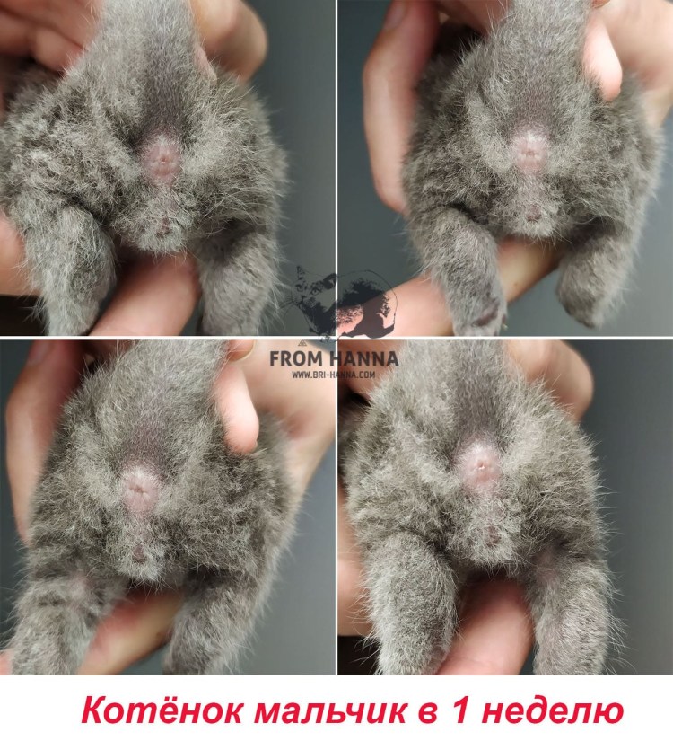 Определить пол котенка фото