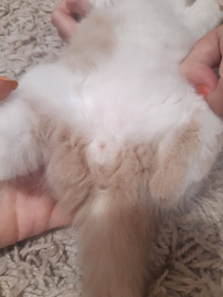 Как определить пол котенка фото