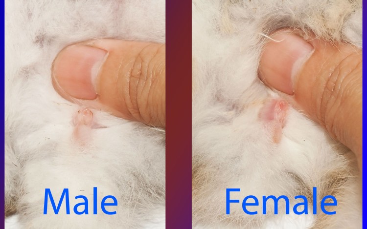 Попка котенка