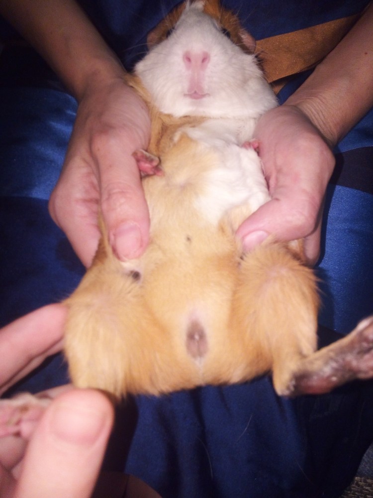 Как отличить крысу мальчика от девочки