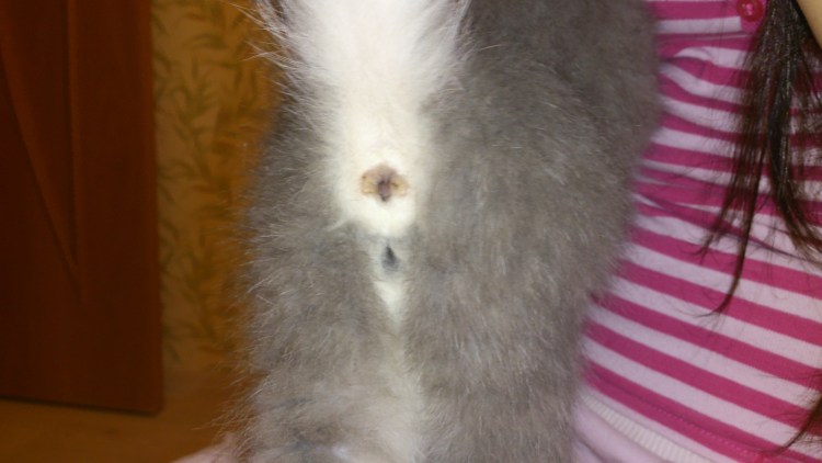 Как различить пол морской свинки