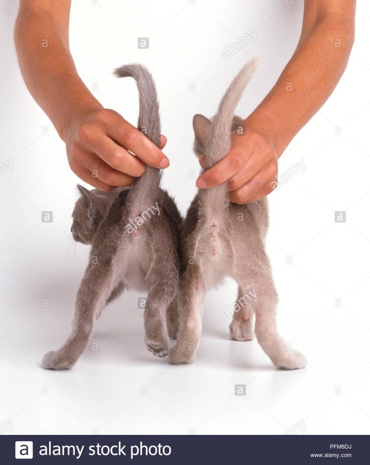 Как определить пол котенка фото