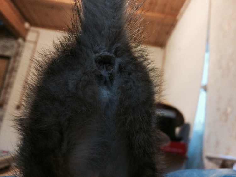 Тестикулы у кота 8 месяцев