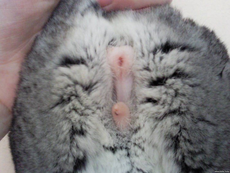 Как определитььпол кролика