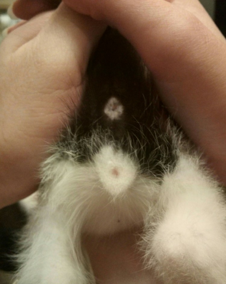 Котенок мальчик