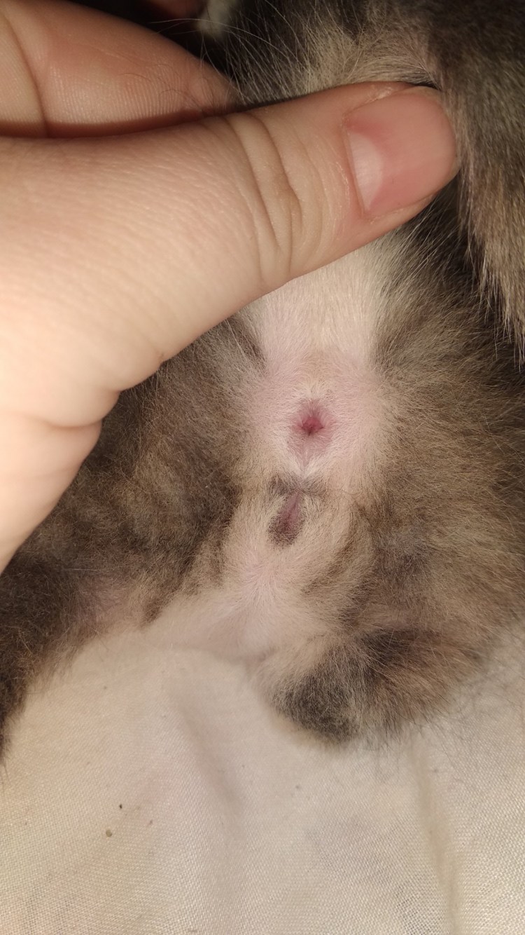 Сколько котят рожает Бенгальская кошка в первый раз