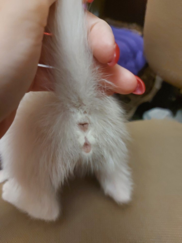 Как различить пол котят