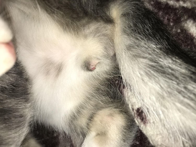 Гениталии декоративного кролика