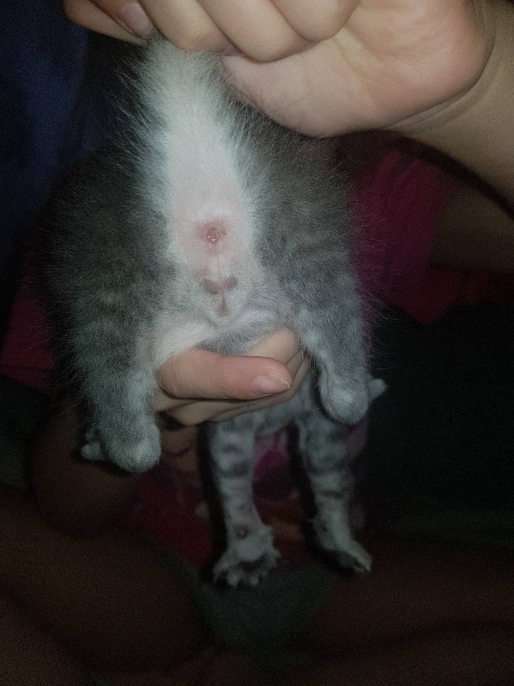 Котенок мальчик от девочки