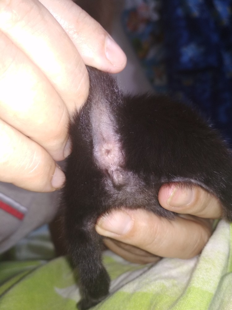 Как определить пол котенка