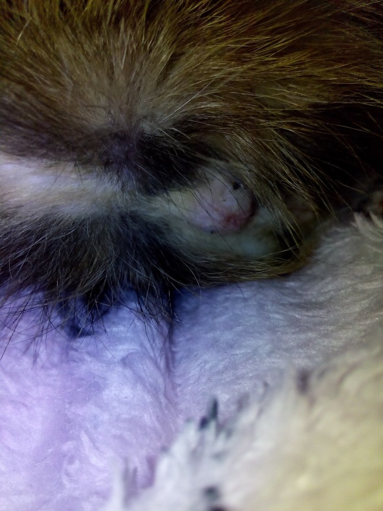 Как определить пол котенка черного цвета видео