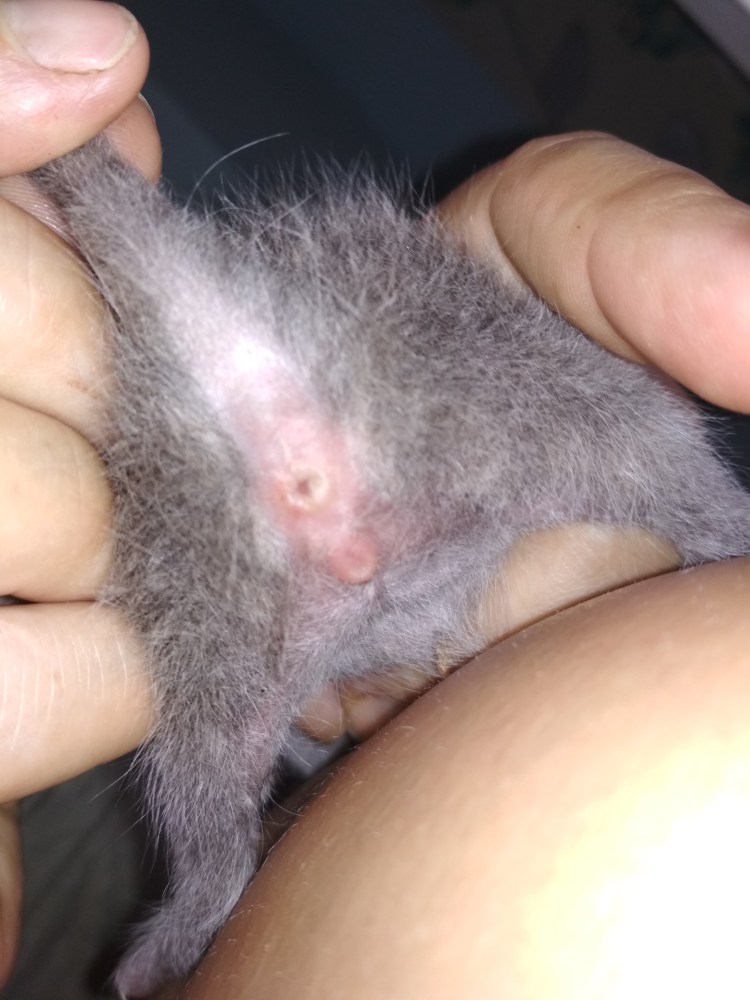 Как отлечить кот ка откошки