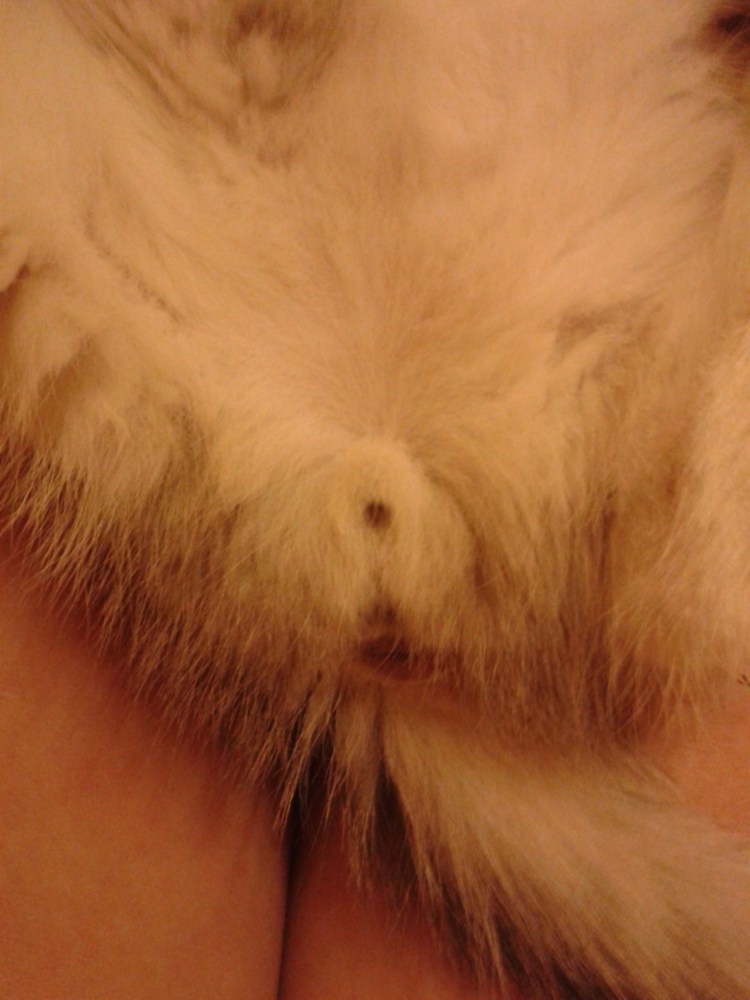 Пол новорожденного котенка