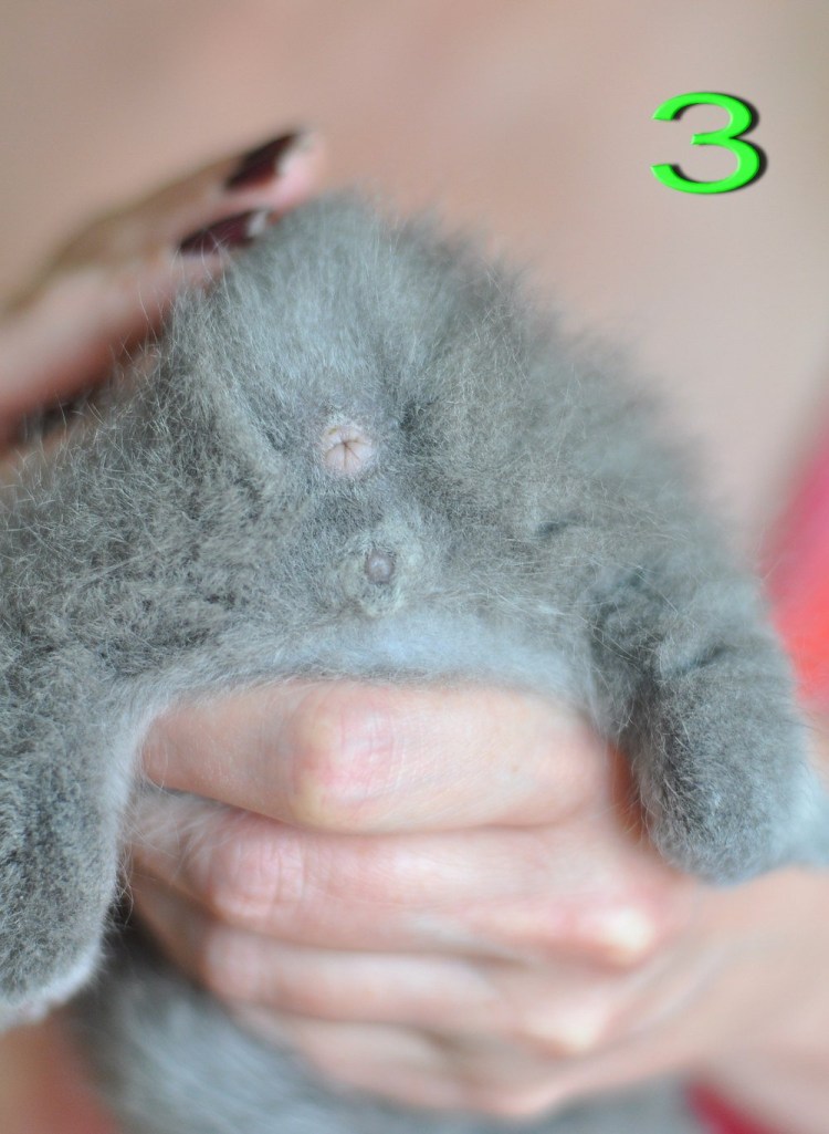 Как определить пол джунгарского хомяка