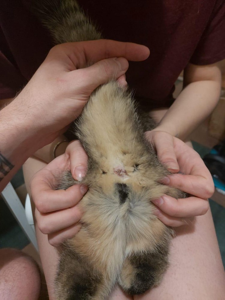 Пол новорожденных котят