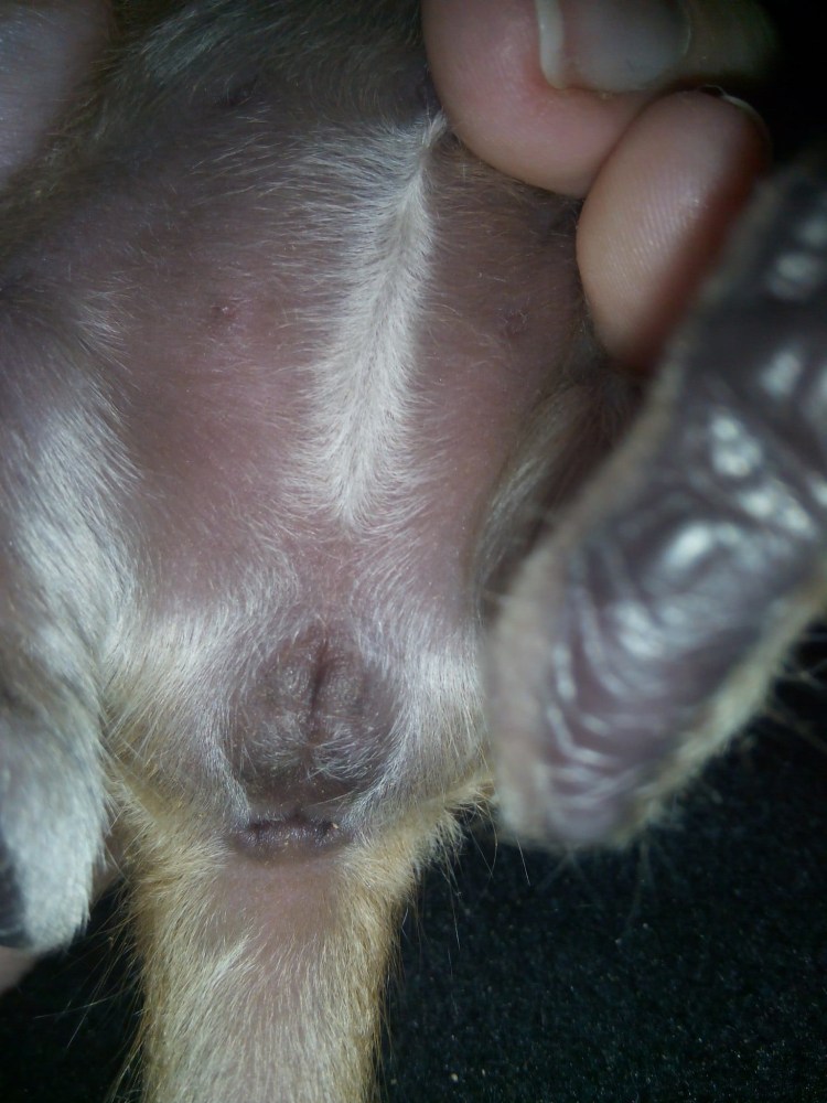 Строение кобеля собаки половая система