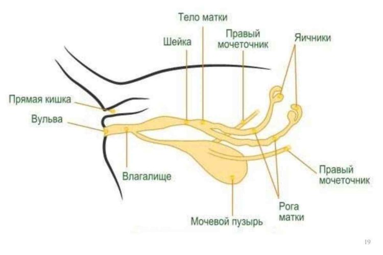 Плюсы и минусы кошек