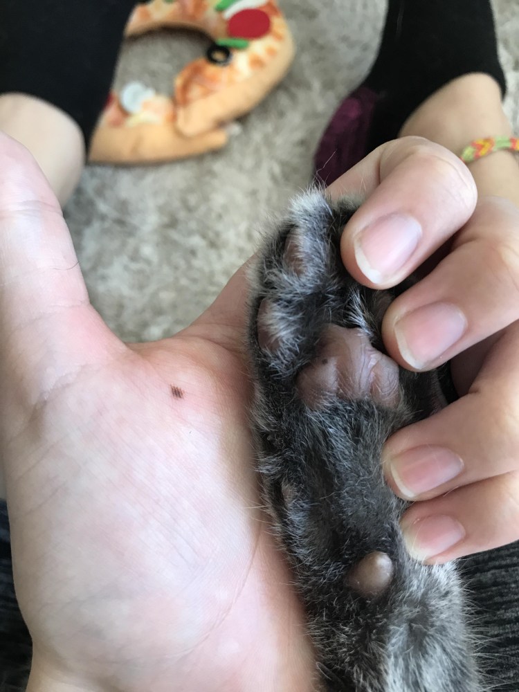 Большие невусы у собак