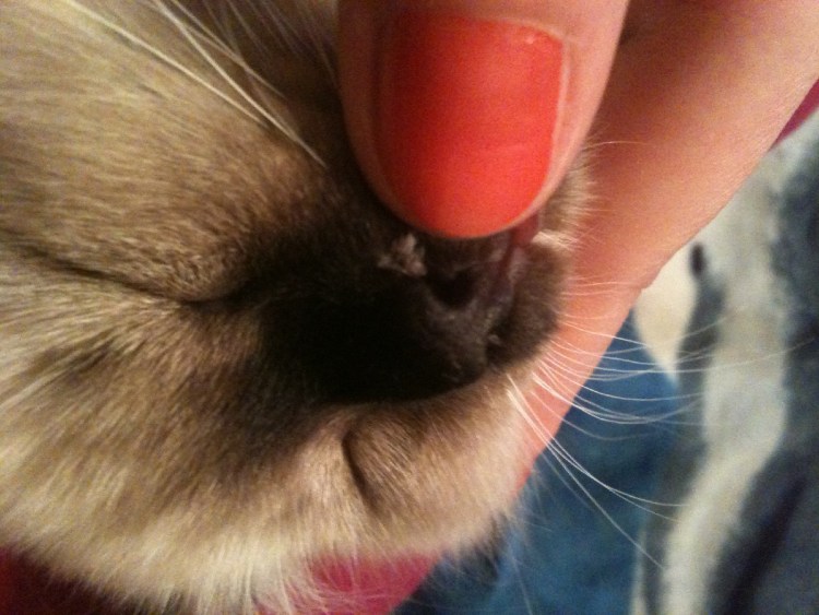 Калицивироз (эозинофильная гранулема)