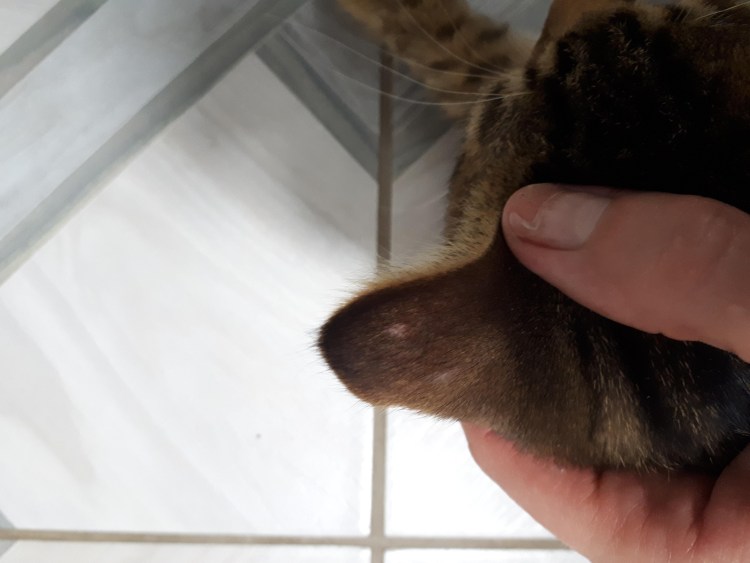 Лапа кота с когтями