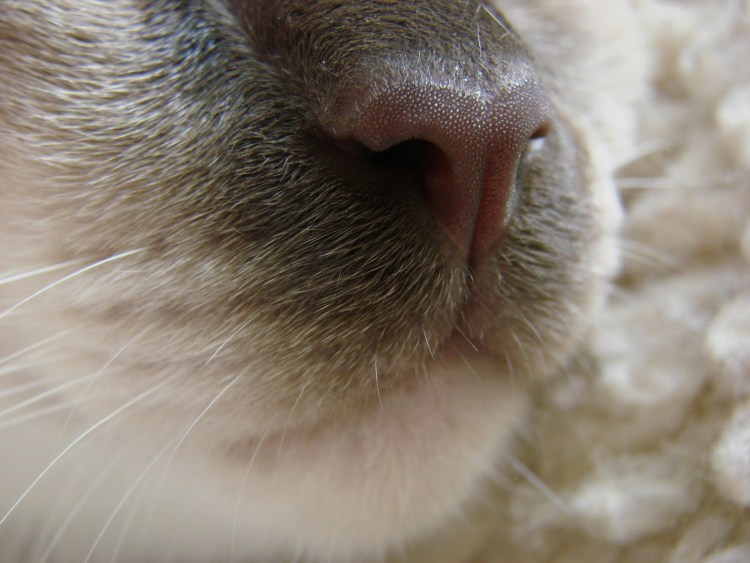 Кот Скрэппи мраморный