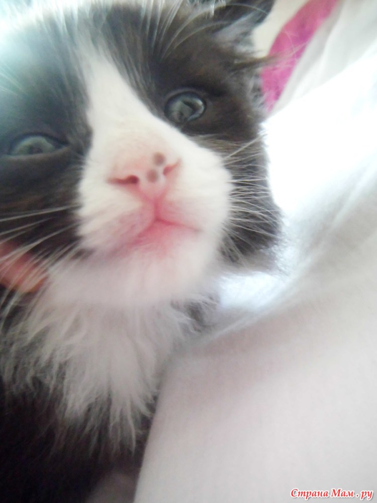 Эритродермический мастоцитоз