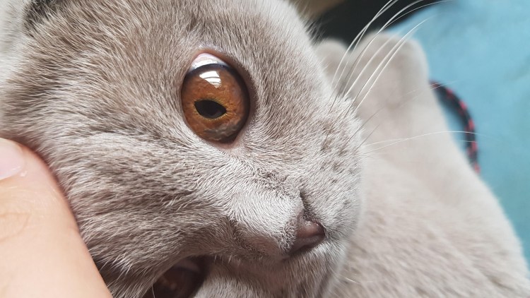 Залысина на ушке у кошки