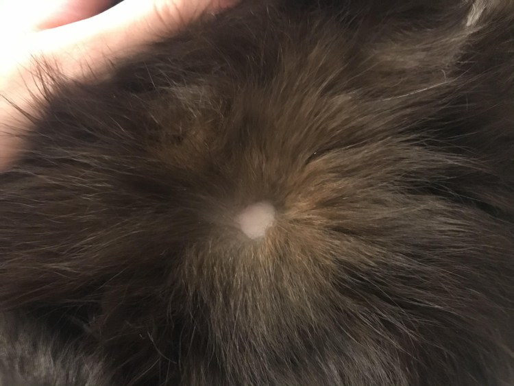 Нос рыжего кота