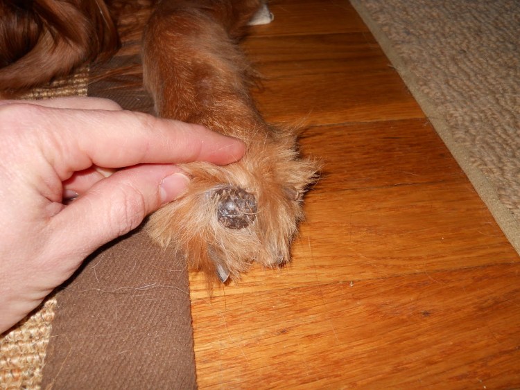 Образование у кошек на животе