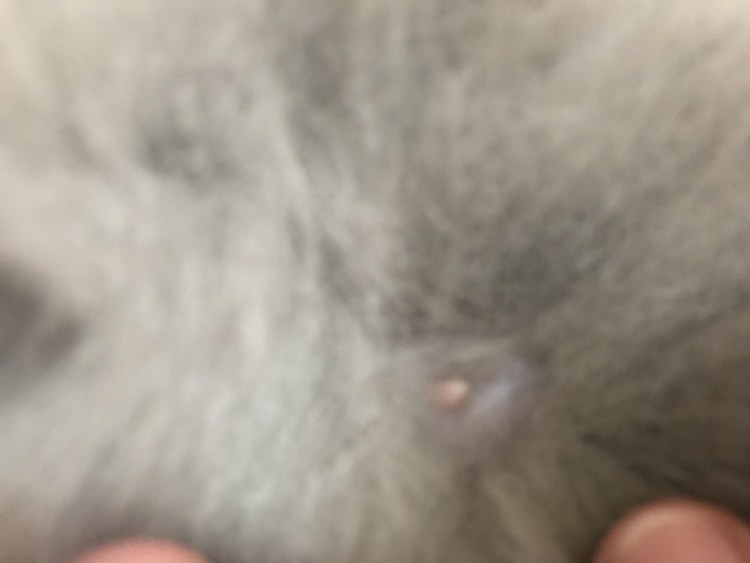 Милиарный (папулокрустозный) дерматит