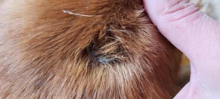 Веснушки у рыжих котов