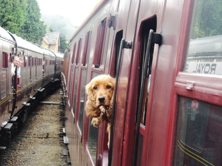 Вагон для животных