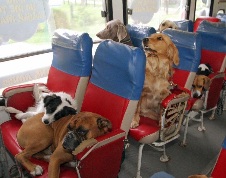 Собака в поезде