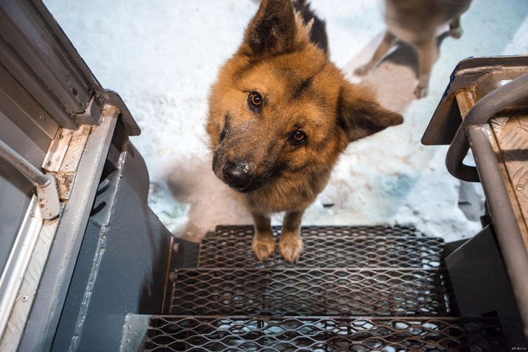 Собака в автобусе