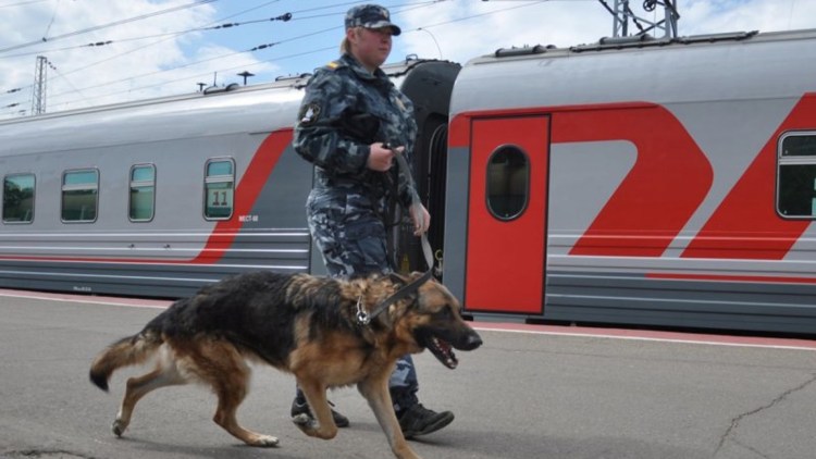 Собака в поезде